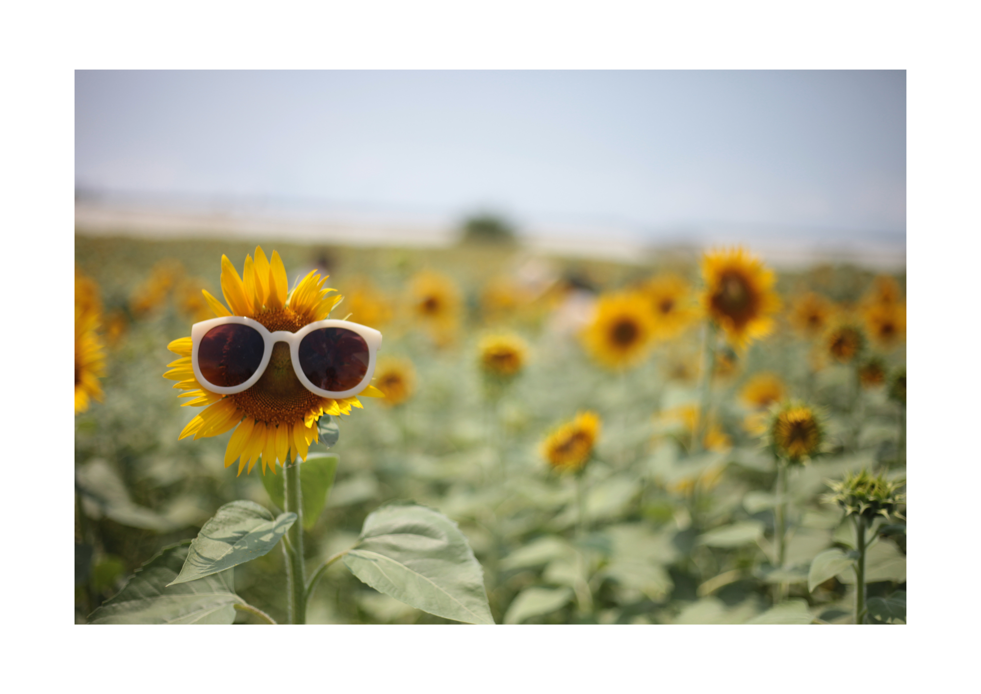 sommer-sonne-ferienstimmung