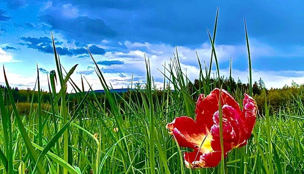 Blick in die Natur