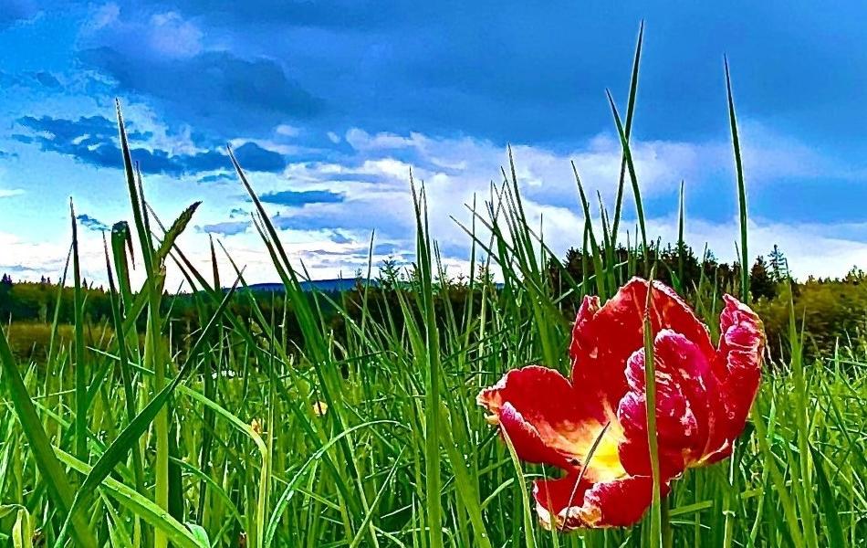 Blick in die Natur